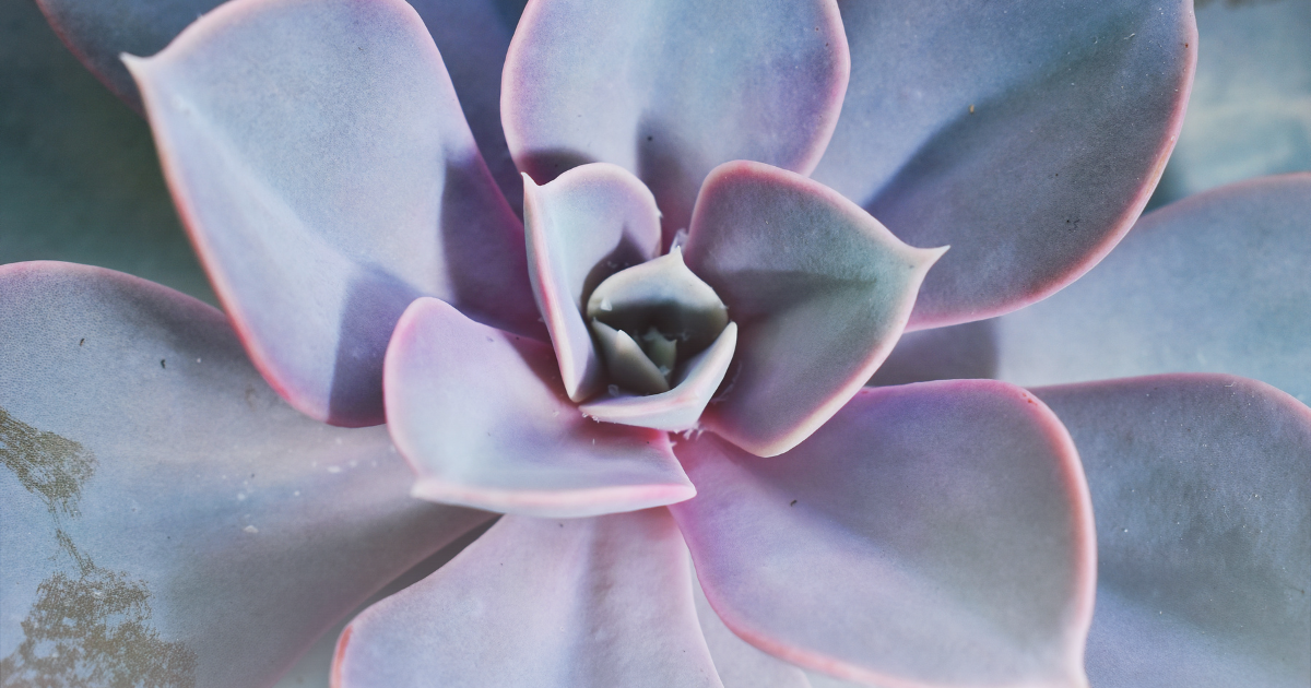 Echeveria -Blue Sky-.png