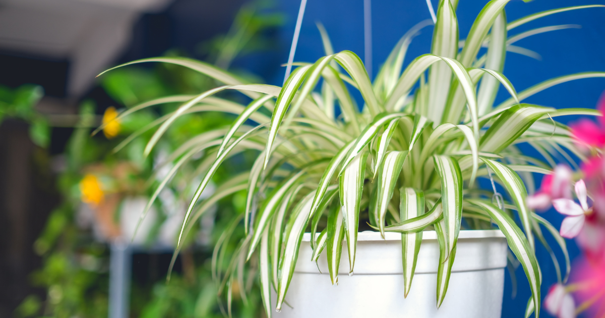 is spider plant toxic to dogs