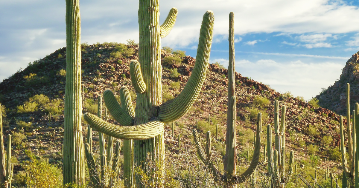 Saguaro Cactus.png