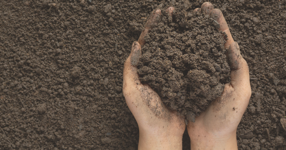 Refresh Soil Without Full Repotting.png