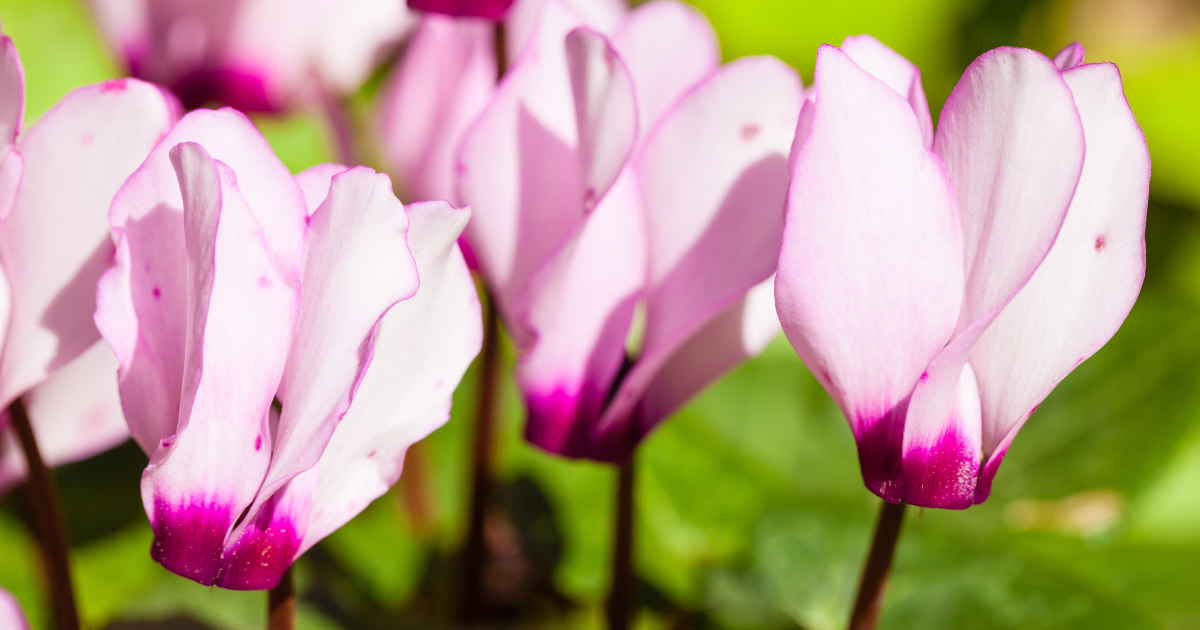 Cyclamen persicum.png