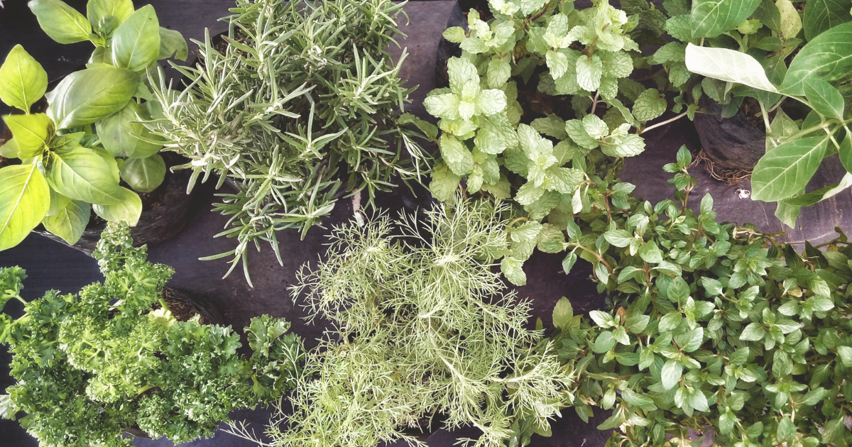 Top Herbs for Spring Gardens.png