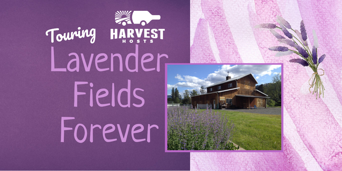 Touring Lavender Fields Forever