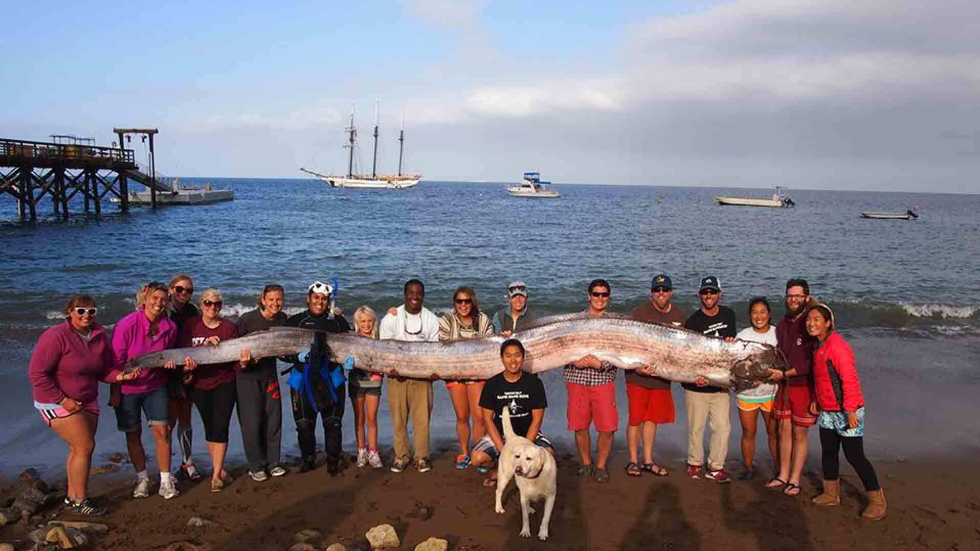 oarfish.jpg