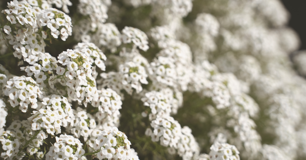 Sweet Alyssum.png