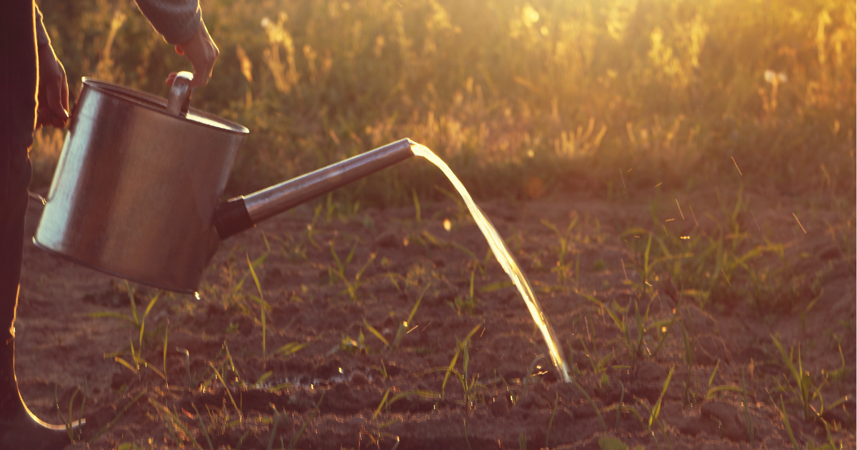 morning watering.png