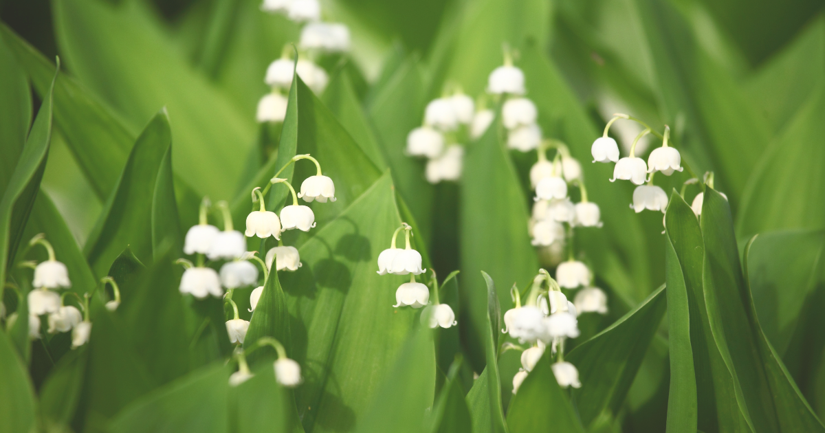 Lily of the Valley Shrub.png