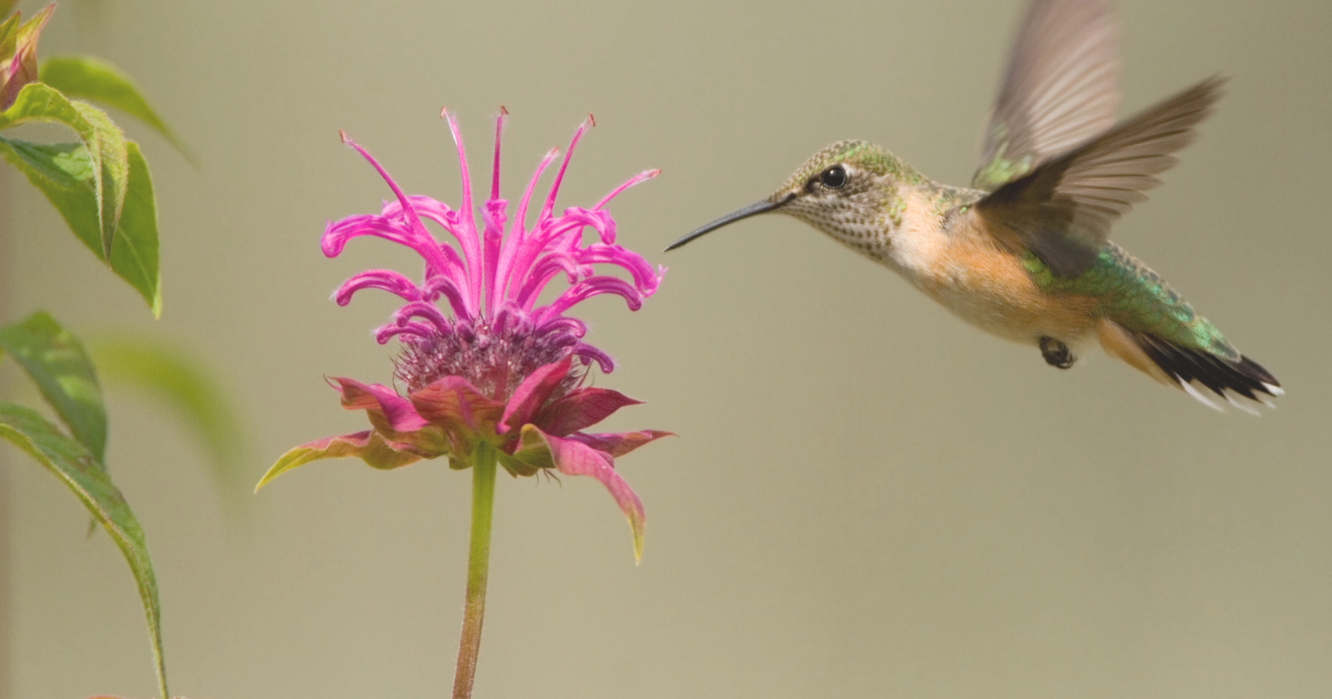 Bee Balm.png