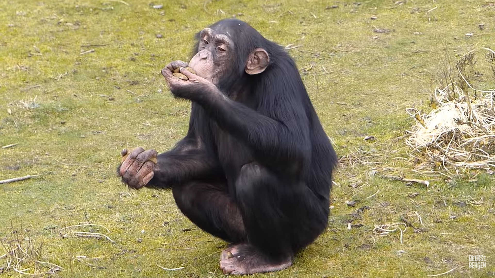Chimpansee Beekse Bergen.png