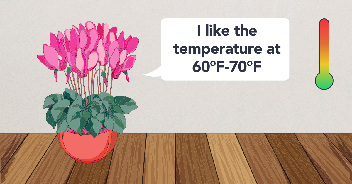 temperature Cyclamen.png