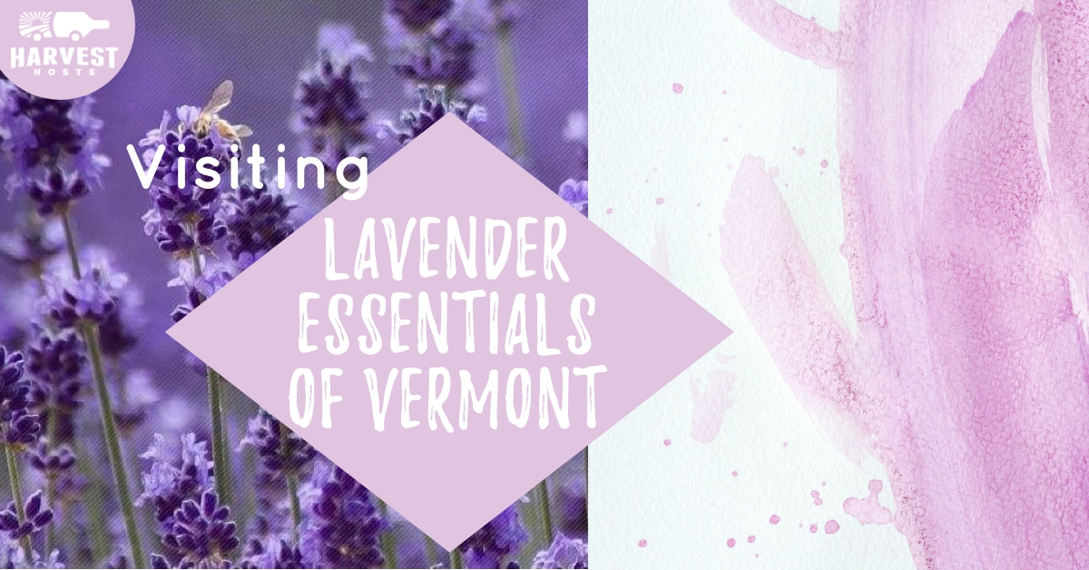 Visiting Lavender Essentials of Vermont