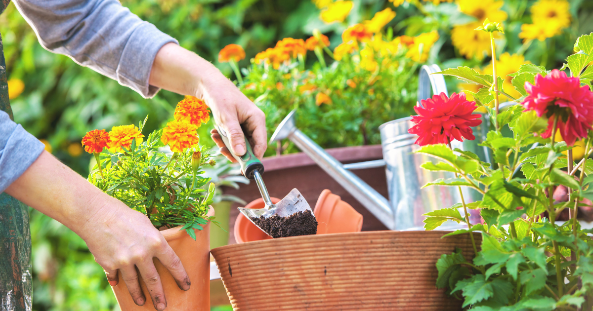 Care for Scented Plants.png