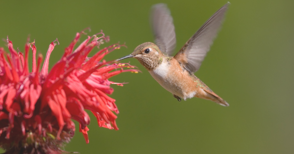 Bee Balm.png