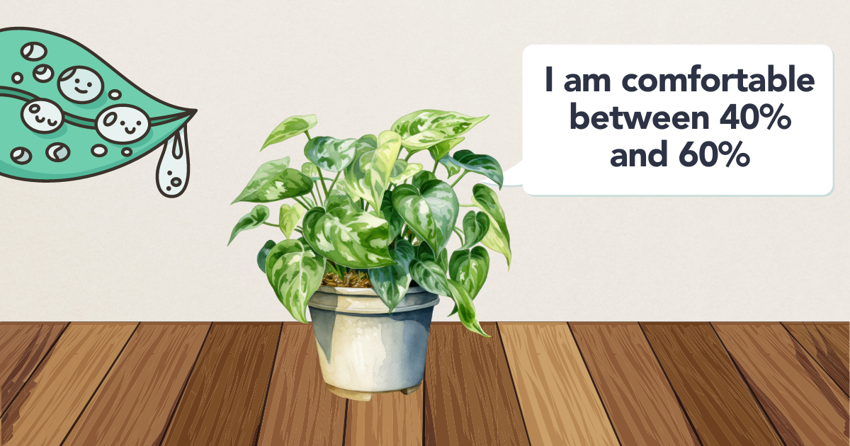 humidity pothos.png