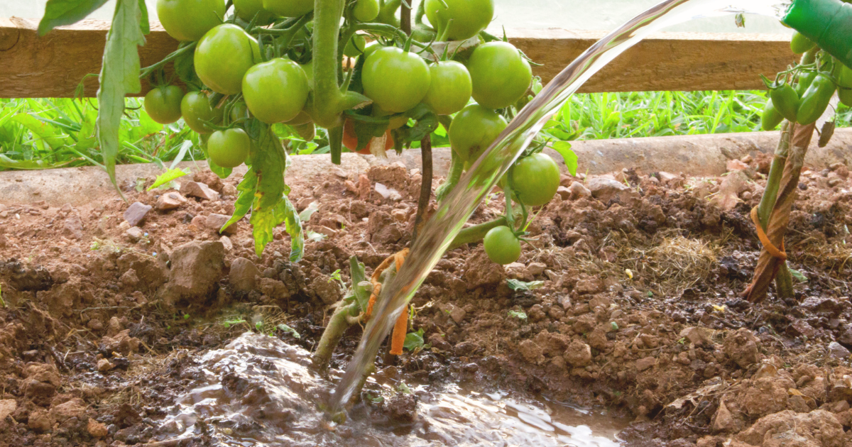 Watering Techniques.png