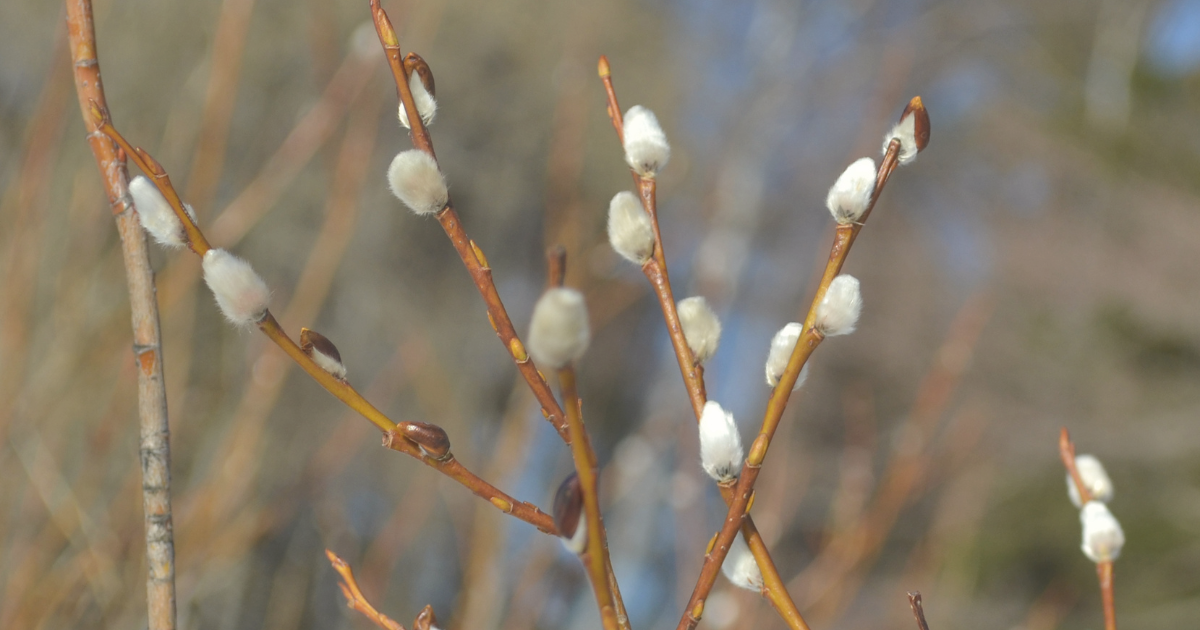 Pussy Willow.png