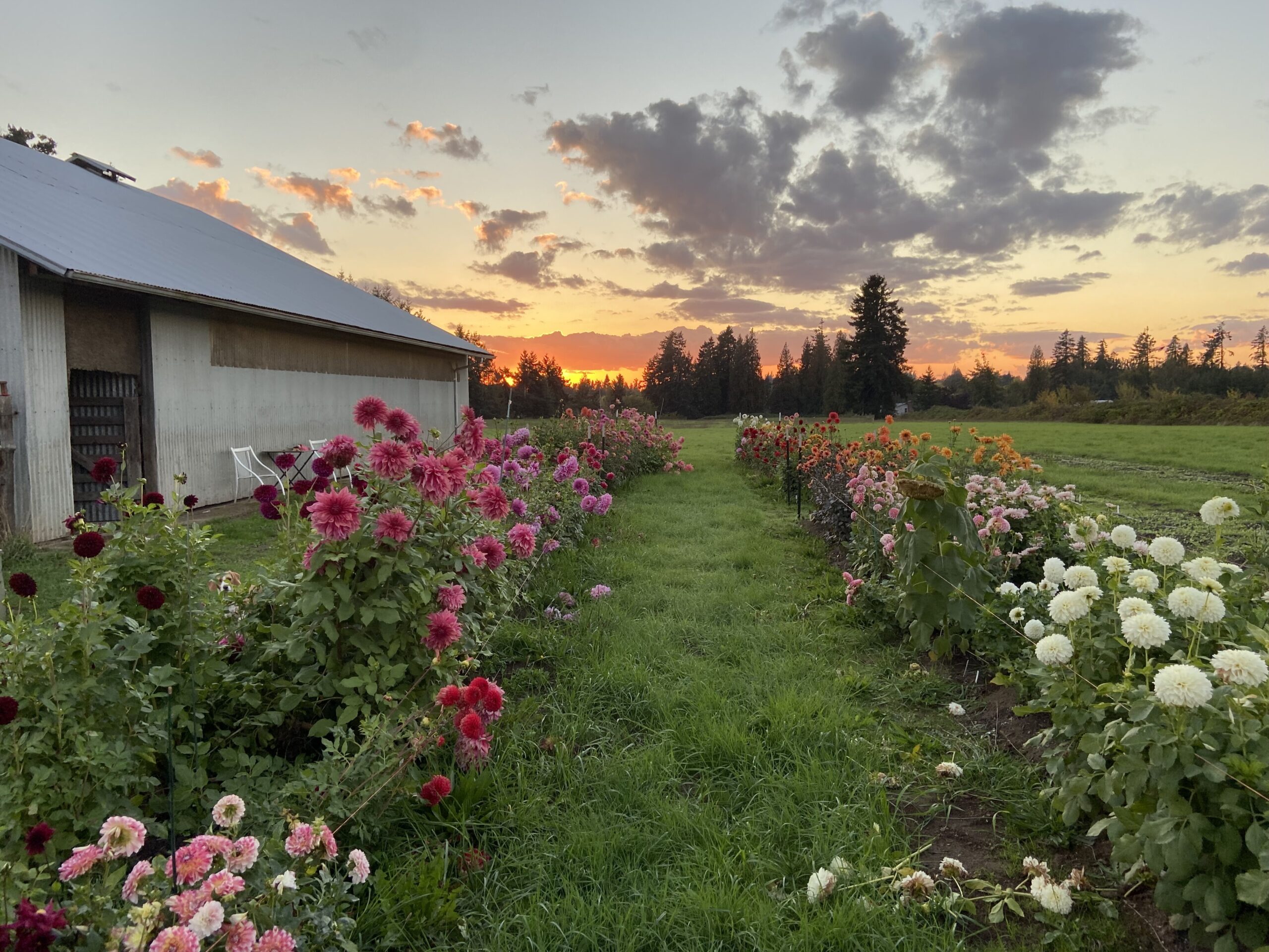 A Blooming Paradise: Explore the Beauty of Honeymoon Farm