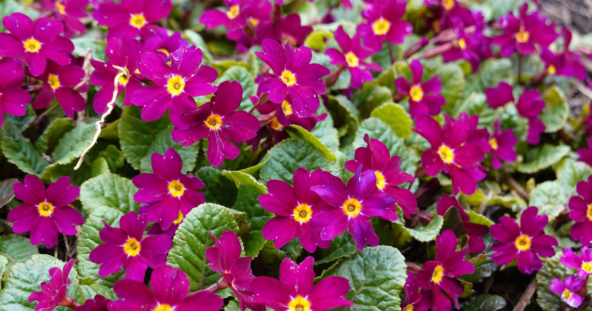 Primroses.png