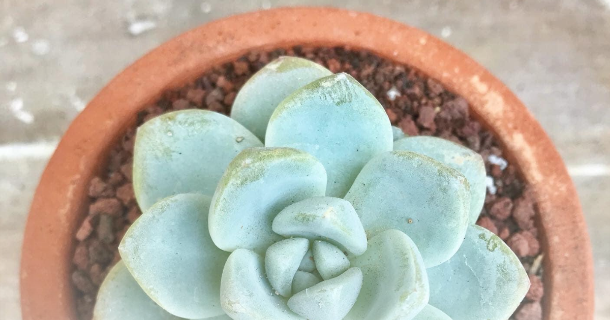 Echeveria elegans (1).png