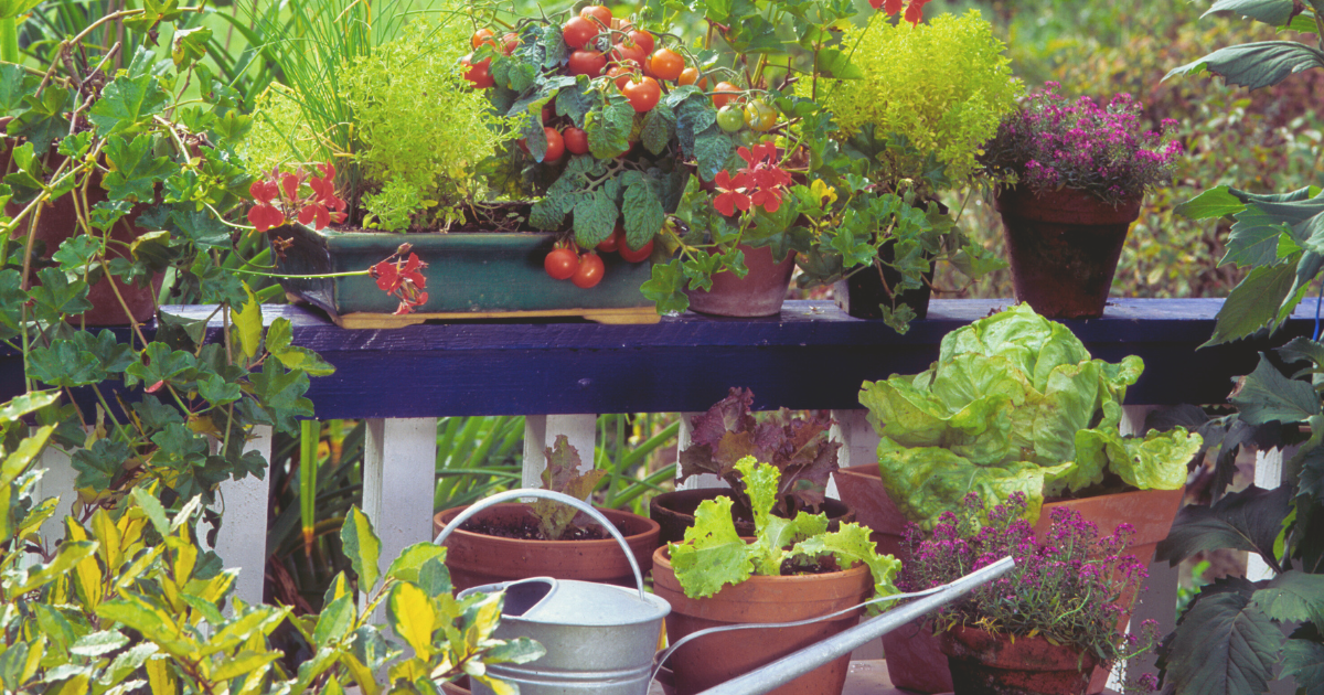 What Can You Grow on a Balcony.png