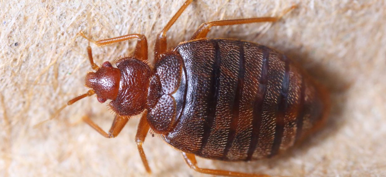 Método natural de control de plagas sin productos químicos