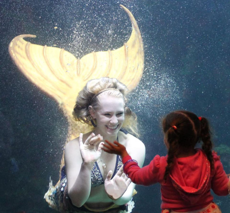 Downtown Aquarium Mermaid Show.