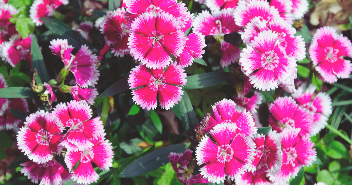 Dianthus.png
