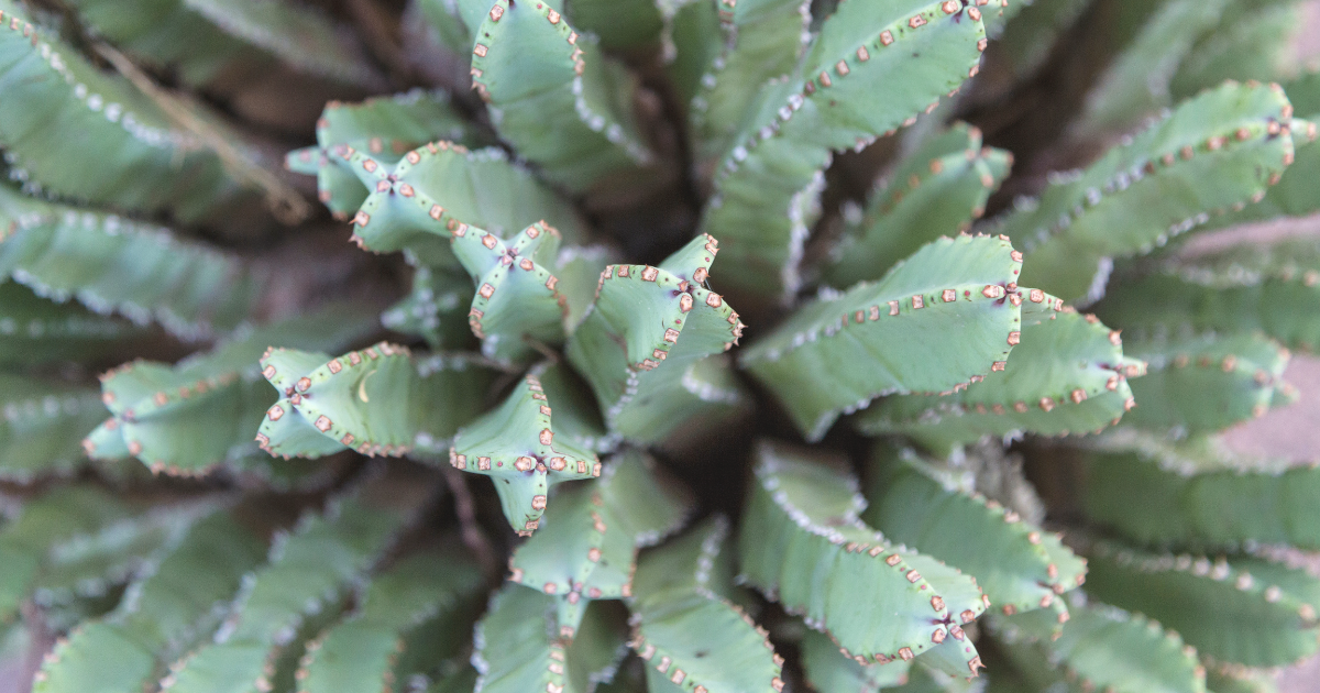 Fairy Castle Cactus.png