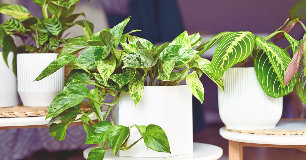 Plants to Propagate This Summer.png