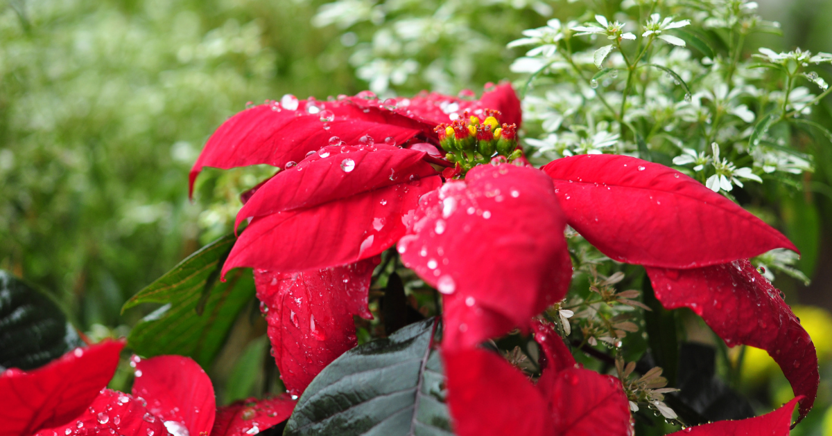 Poinsettias outdoor.png