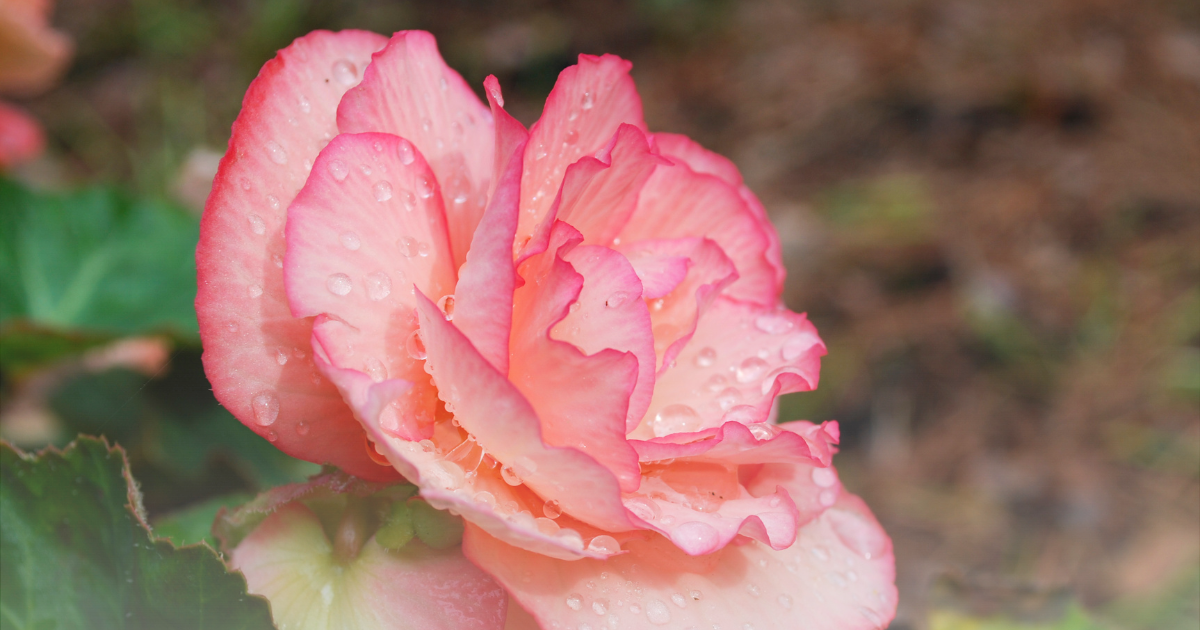 Begonia -Picotee White-Pink-.png