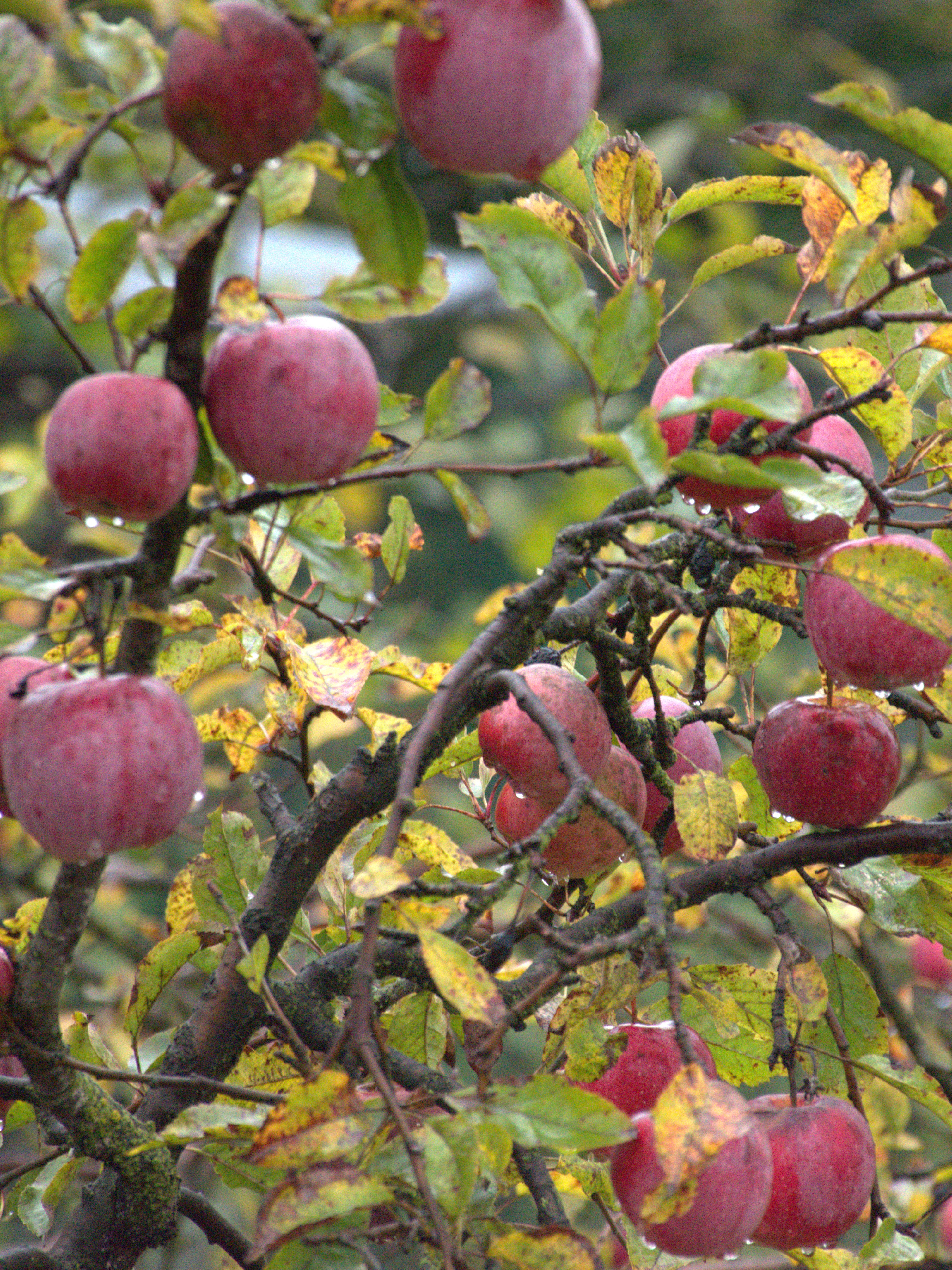 20 października - Dzień Krajobrazu | Zbliżenie na gałęzie drzewa, na nich jasnofioletowe śliwki i pożółkłe liście..JPG