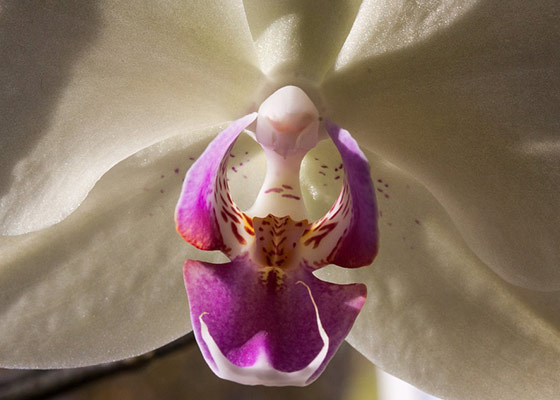 close up moth orchid.jfif
