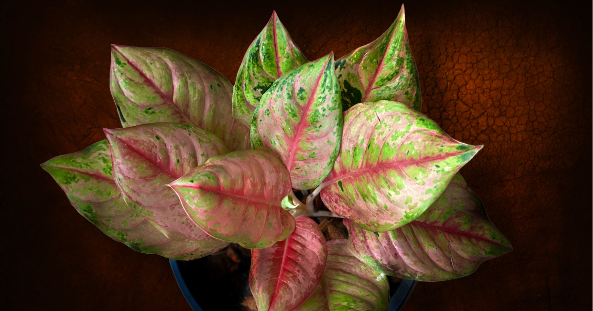 Red Aglaonema.png