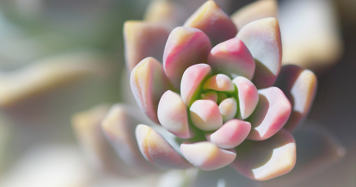 Echeveria -Gilva-.png