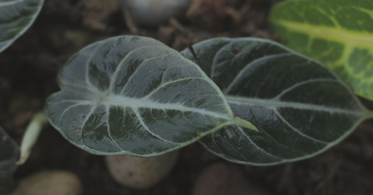 Alocasia Maharani.png