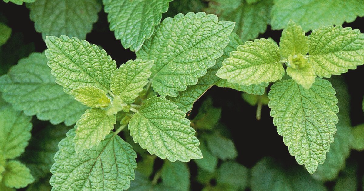 Lemon Balm.png