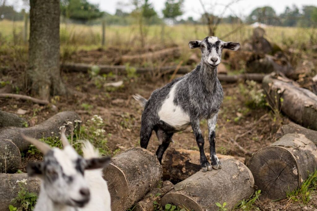 A goat standing on a log at bent limb farm