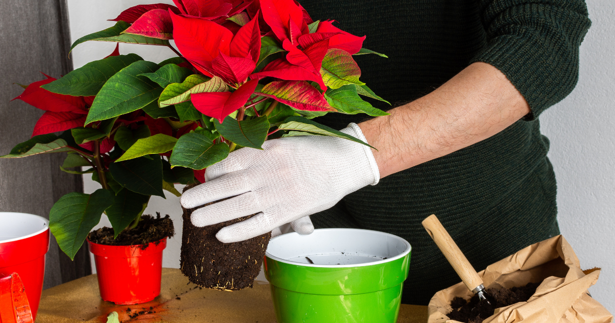 repotting Poinsettias.png