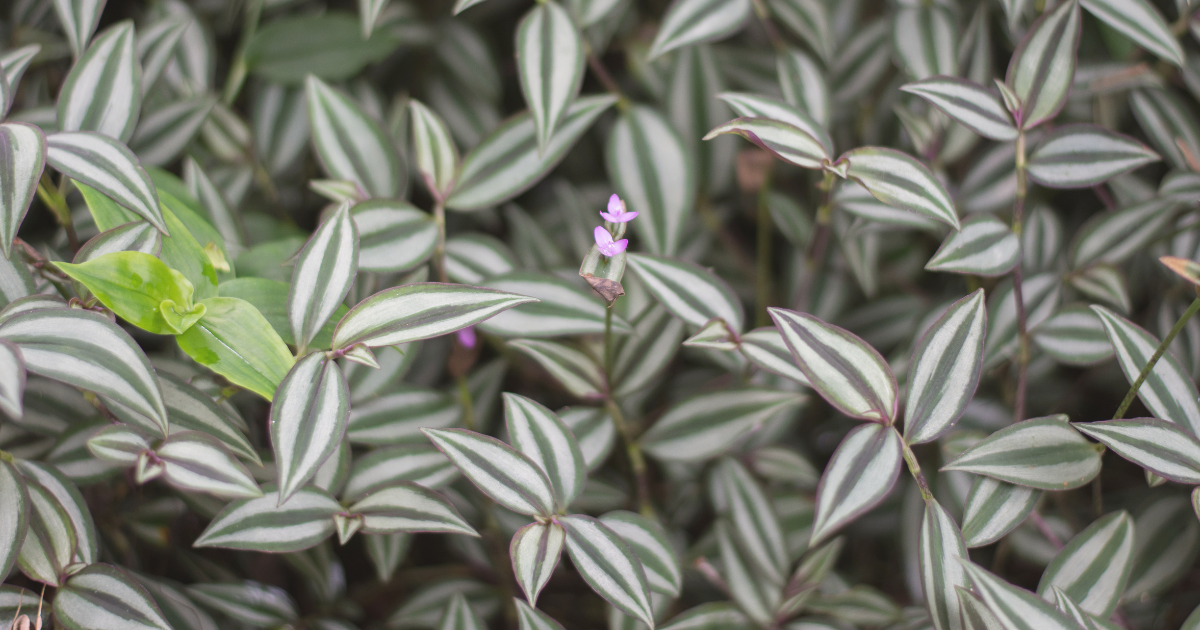 Wandering Jew.png