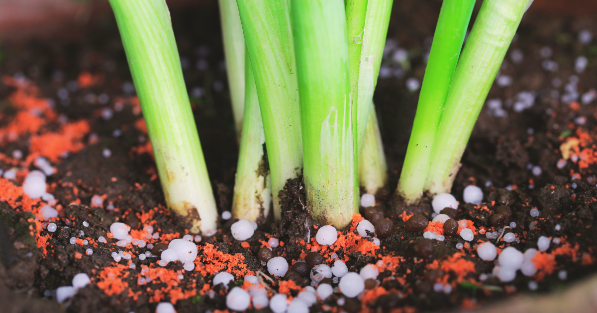 Feeding and Fertilizing Tips.png