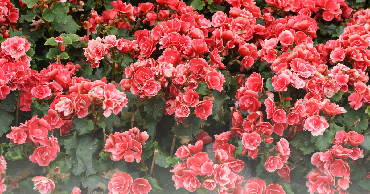 Begonia -Solenia Dusty Rose-.png