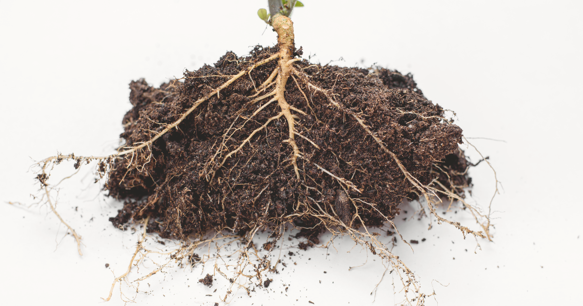 Fixing Roots.png