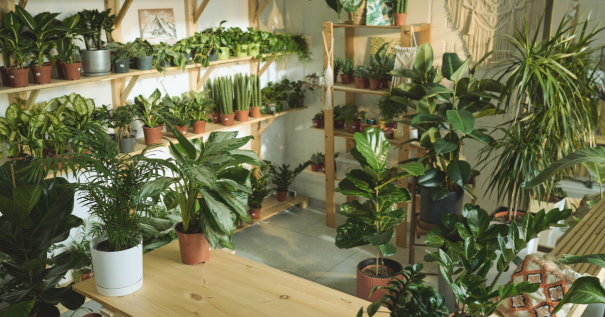 How Plants Adapt to Shaded Environments.png