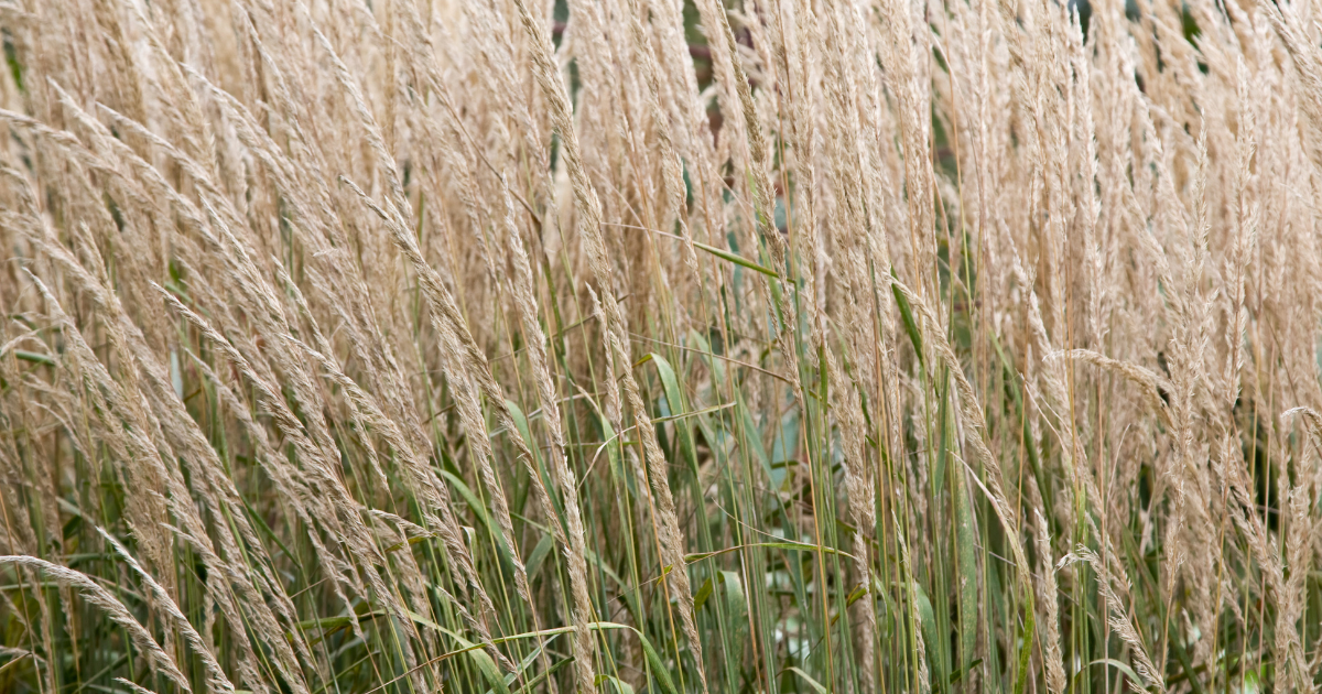 Feather Reed Grass.png