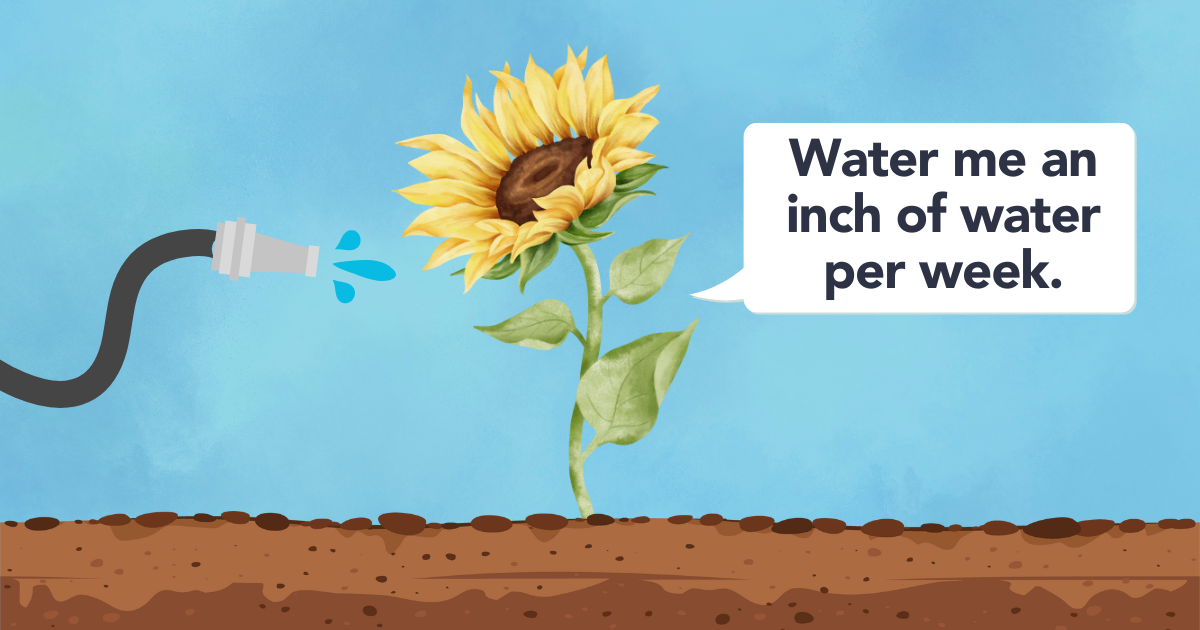 Sunflower Water Requirements.png