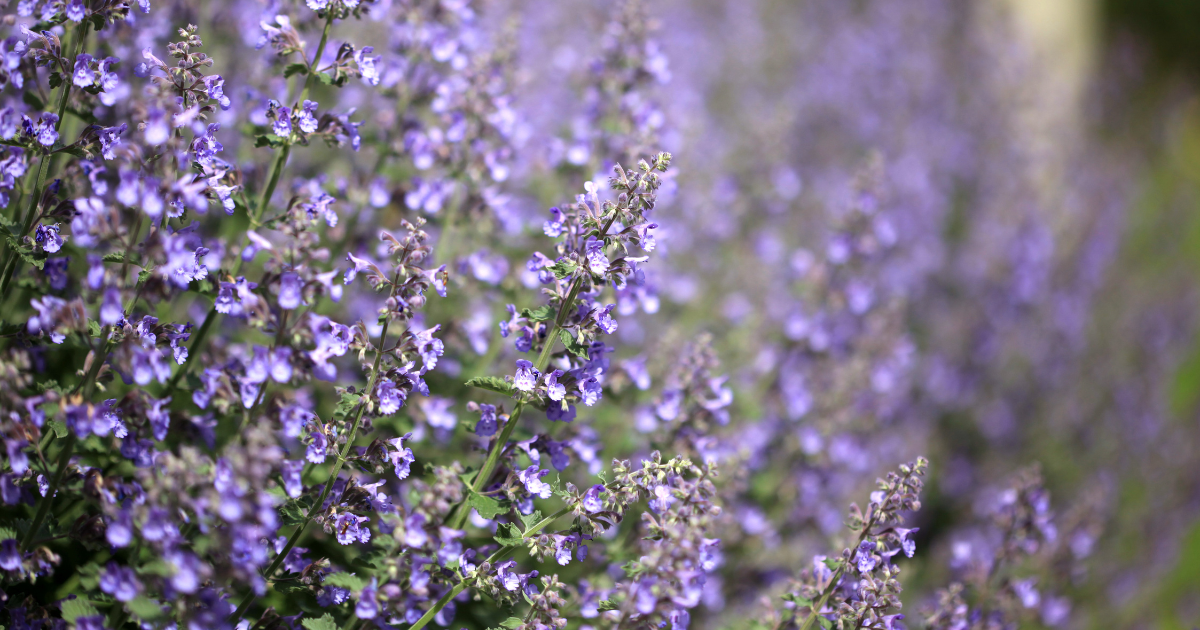 Catmint.png