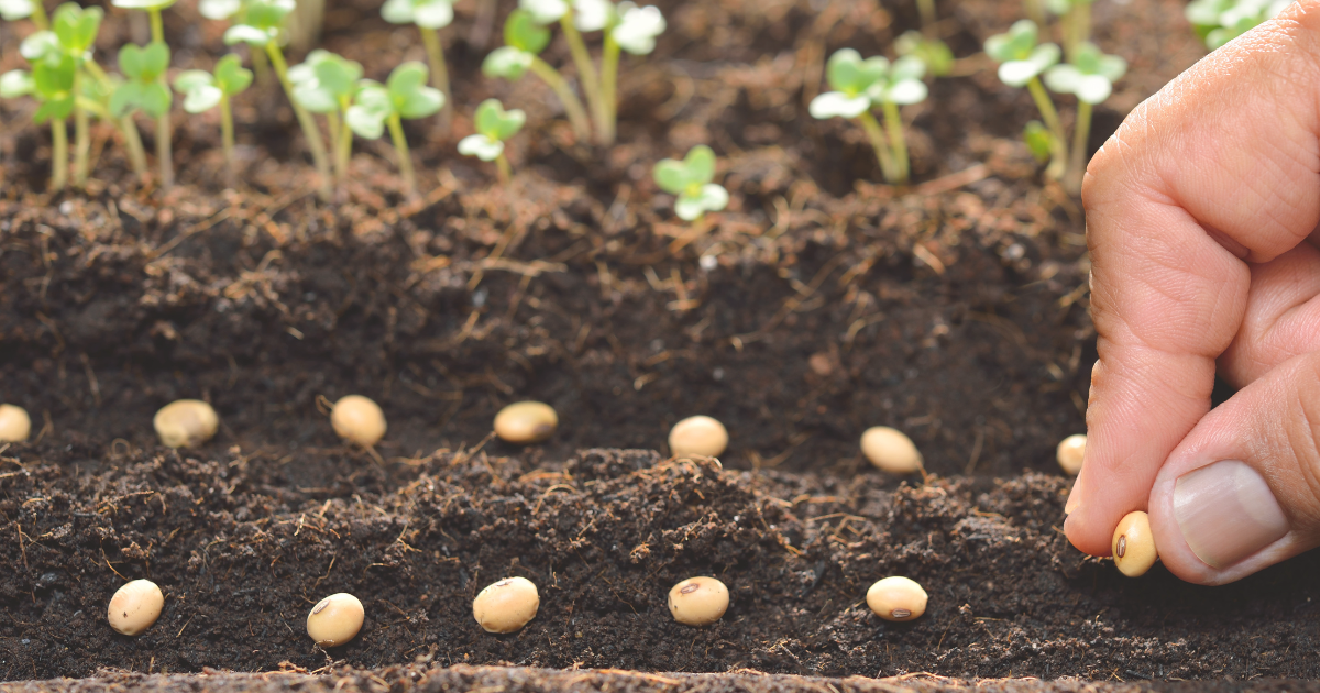 Indoor Seed Starting Tips for Summer Harvest.png
