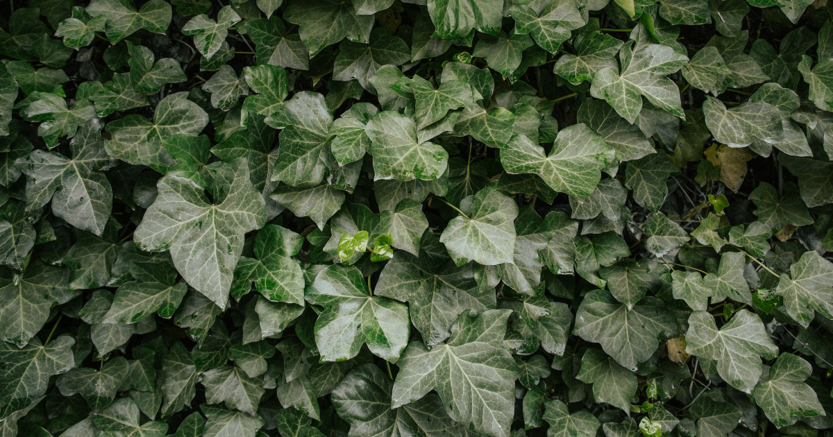 English Ivy (1).png