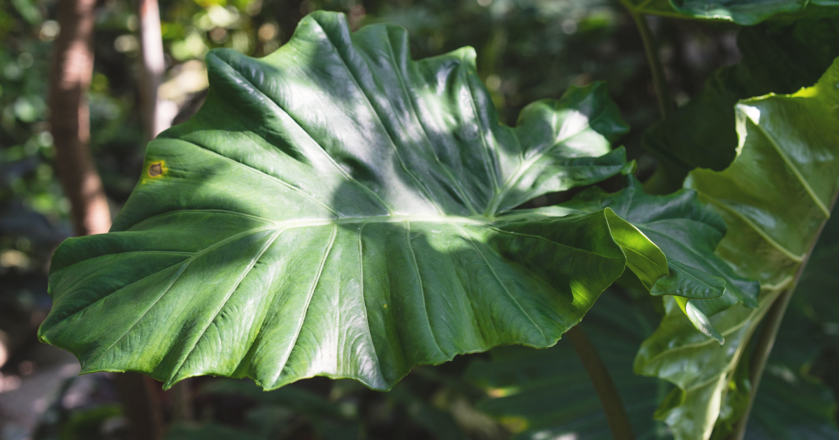 Alocasia Macrorrhiza.png